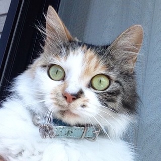 半長毛の愛らしい三毛ちゃん