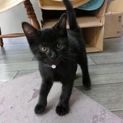 黒子猫「そうせきくん」3か月
