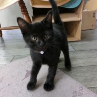 黒子猫「そうせきくん」3か月