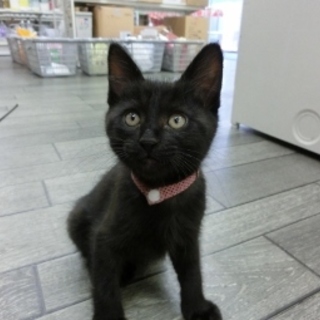 黒子猫「いちようくん」3か月
