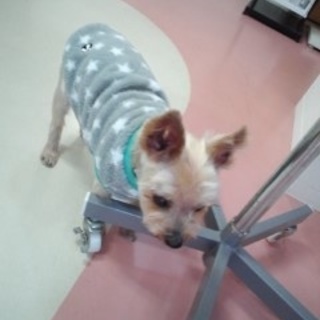 ヨーキー: ムーシカ推定５~６才 女の子