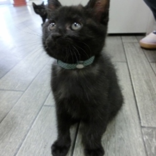 黒子猫「ゆきちくん」3か月