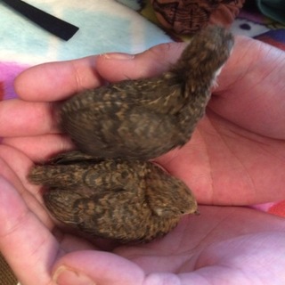 姫ウズラのひなの里親さん募集