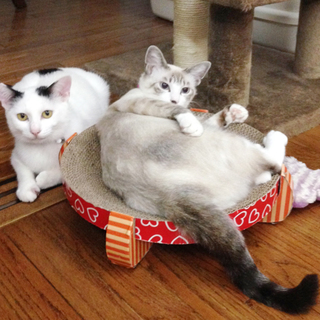 まおちゃん(仮名)とオセロくん(仮名)