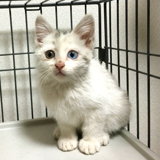 オッドアイの女の子