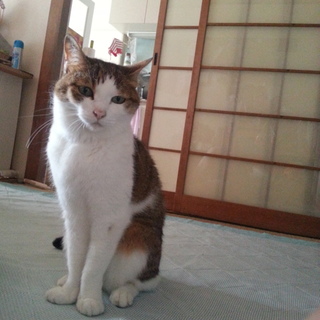 女の子10歳です。避妊済みです。