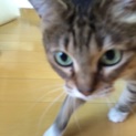 大切に育ててくれる方のみ里親募集！