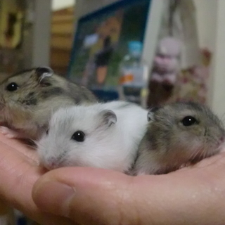 里親全てではないですが決まりました。締め切ります