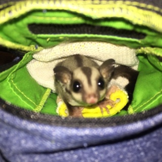 まだ3ヶ月のフクロモモンガです！