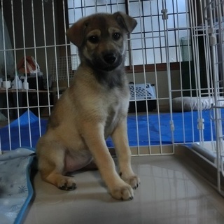 募集一時中止にさせて頂きます