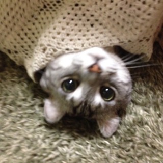 人懐っこい甘えん坊さん