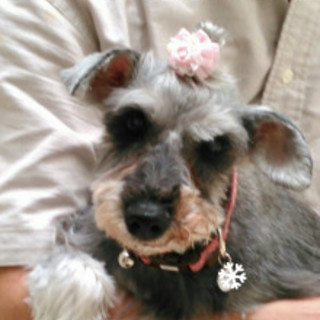 Ｍシュナウザー♀☆女子力満点おっとり優しい子です