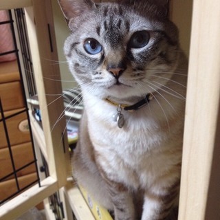 綺麗なブルーの瞳をした甘えん坊さん 