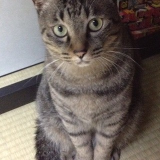 ビビリなキジトラくん