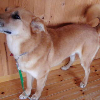 素直で優しいシェパくんです☆