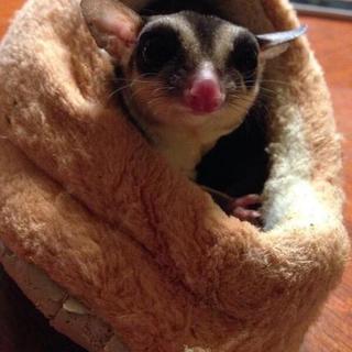 フクロモモンガ♂の兄弟２匹一緒に飼って下さる方