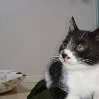 べったり甘えん坊な男の子です