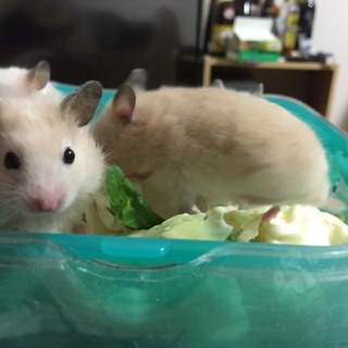 ゴールデンハムスター里親募集