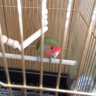 小桜インコ