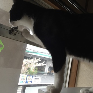 ひとなつっこい猫。