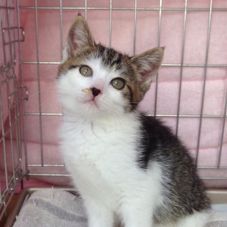 ヤンチャなＱちゃん