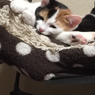 おっとりした猫。