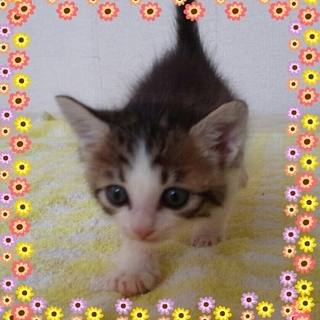 健気な子猫｢喜助くん(仮名)｣キジ白・約１ヶ月