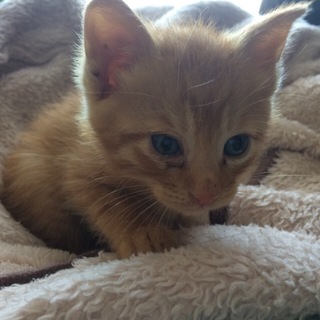 生後約1か月。ハスキーボイスがポイント(^^)