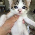 可愛い子猫