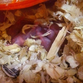 可愛い ハムスター 8匹産まれました！