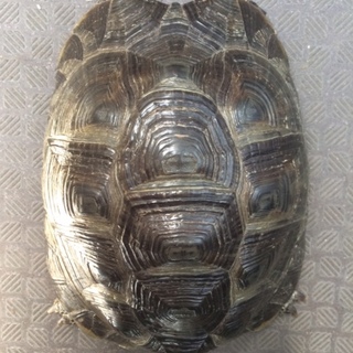 陸ガメ2匹里親募集