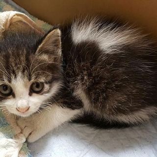 捨て子猫を保護しておりましたが里親様決定☆