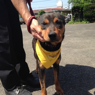 緊急募集！！人慣れした、2歳位の男の子です。