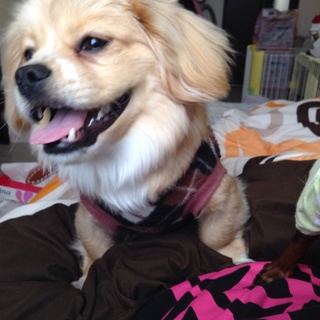 コーギーとゴールデンのミックス犬