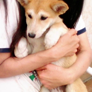 中型犬仔犬メス生後3か月里親募集中