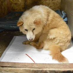 シェルター新メンバーの愛美です