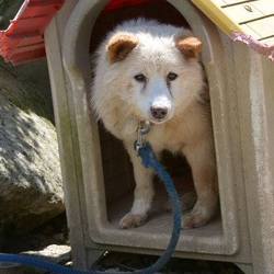 「シェルター新メンバーの愛美です」サムネイル2