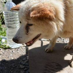 「シェルター新メンバーの愛美です」サムネイル3