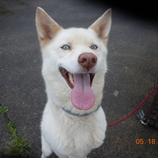 期限切迫！！きれいなブルーアイの賢い男の子です。