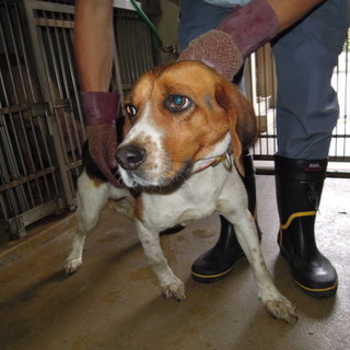 期限切迫！！人慣れしたビーグル（男の子）中型です。
