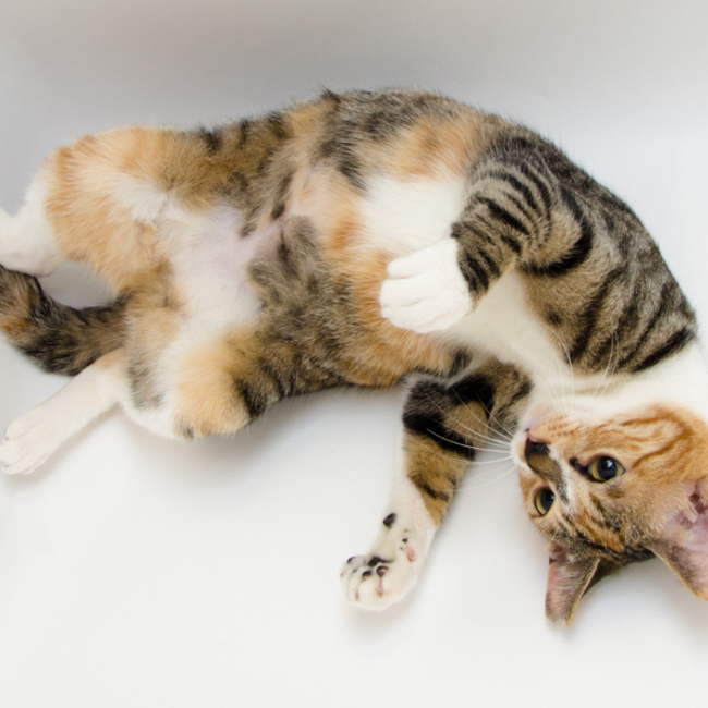 葛飾動物愛護の会のカバー写真