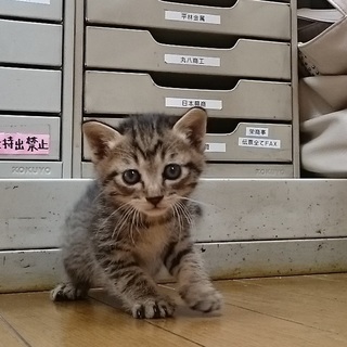 愛くるしい子猫ちゃんの里親募集！