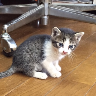 子猫の里親募集中！