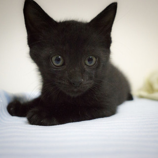 里親さん決定しました。ありがとうございました！