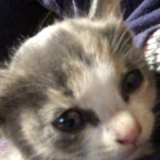 子猫の里親募集です。