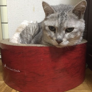 癒し系おデブアメショくん里親募集です♪