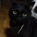 急募！黒猫♂去勢済