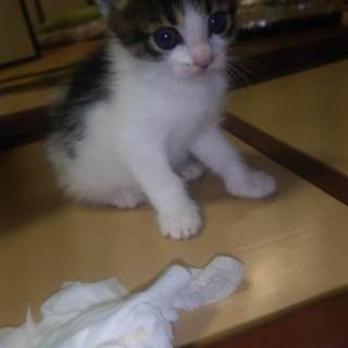 捨てられていました。