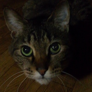 急募！キジトラ♂去勢済。