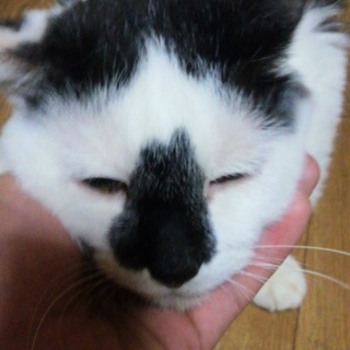 急募！白黒♂去勢済